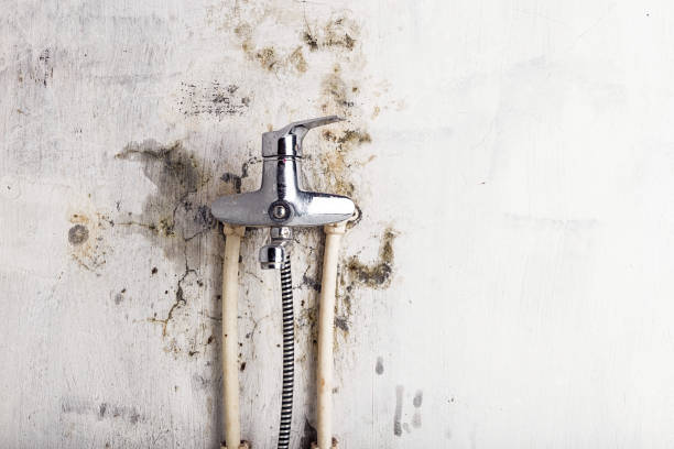 Best Mold Removal Company Near Me  in Abilene, KS