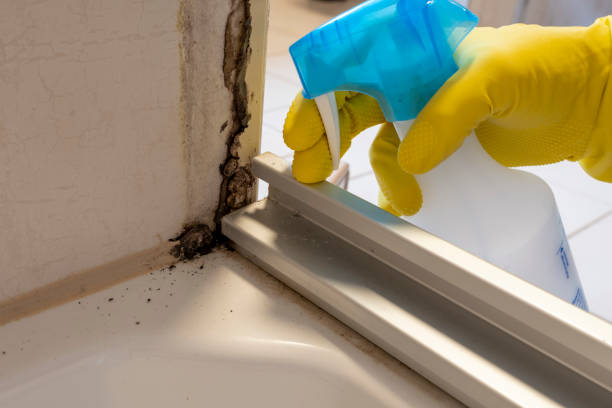 Professional Mold Removal in Abilene, KS