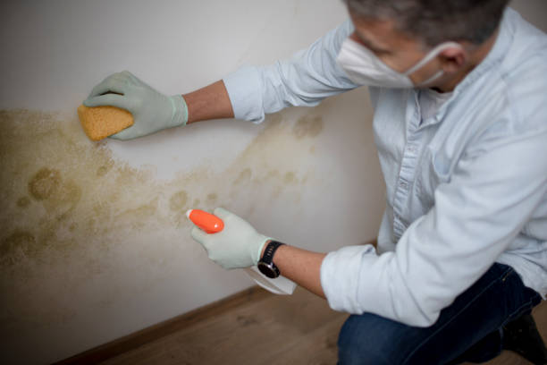 Best Mold Remediation  in Abilene, KS