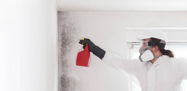 Best Attic Mold Removal  in Abilene, KS