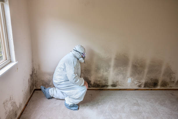 Best Mold Remediation Services  in Abilene, KS